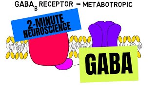 2Minute Neuroscience GABA [upl. by Akineg]