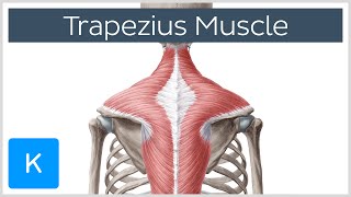 Trapezius Muscle  Origin Insertion Actions  Human Anatomy  Kenhub [upl. by Isherwood]