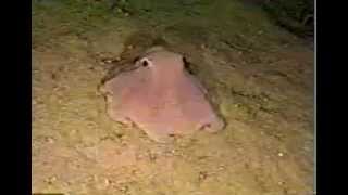 Cephalopod video Opisthoteuthis agassizii [upl. by Annauqal]