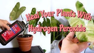 Benefits of Hydrogen Peroxide on Houseplants  Hydrogen Peroxide for Root Rot amp Pest Management [upl. by Chari625]