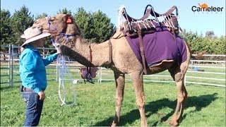 How to Saddle a Camel [upl. by Mallen]