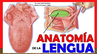 🥇 ANATOMÍA DE LA LENGUA ¡Explicación Fácil y Sencilla [upl. by Aihsyn594]