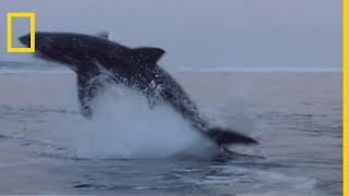 Le requin blanc géant des océans [upl. by Canotas]