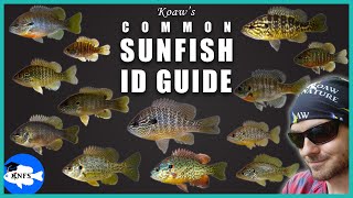 Identify Any Common Sunfish  Koaws Guide to Sunfishes Lepomis [upl. by Licec]