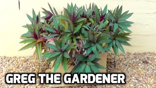 RHOEO  Drought tolerant plants  How to grow and propagation  Greg The Gardener [upl. by Derdlim253]