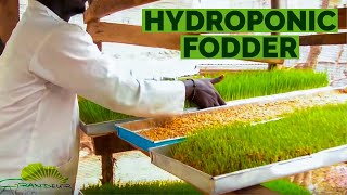 The ‘step by step’ of how to grow hydroponic barleywheat fodder in Africa [upl. by Jonathan]