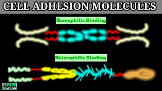 Cell Adhesion Molecules  CAMS  Cadherin Integrin IGCAMS Selectin [upl. by Leanard]