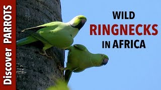 Roseringed Parakeets  Wild in The Gambia  Discover PARROTS [upl. by Kerrin542]