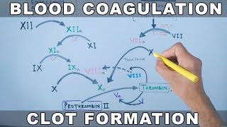 Coagulation Cascade  Intrinsic and Extrinsic Pathway [upl. by Aznecniv]