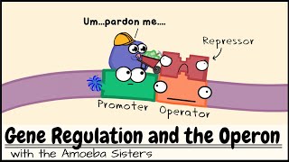 Gene Regulation and the Operon [upl. by Alrats]