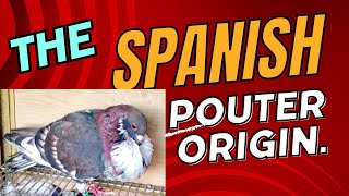 The Spanish pouter origin [upl. by Sherar]