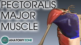 Pectoralis Major Muscle Anatomy  AnatomyZone [upl. by Lamrouex]