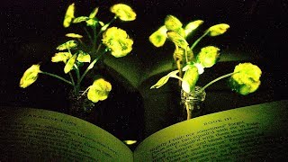 Glowing plants [upl. by Diahann36]