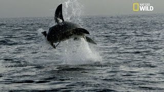 La technique de chasse du grand requin blanc [upl. by Orgell]