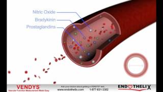 What is Endothelial Dysfunction [upl. by Winters969]