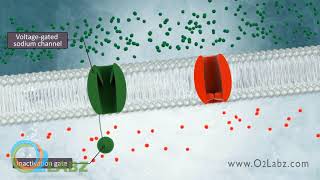 The Excitable Cell And Resting Membrane Animation [upl. by Aicatsal]