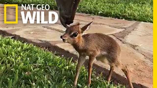 Tiny Rescued Antelope Makes an Unlikely Friend  Nat Geo Wild [upl. by Burkhardt]