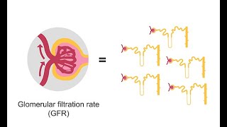 Estimating glomerular filtration rate GFR [upl. by Htebilil]