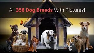 All Dog Breeds AZ With Pictures all 358 breeds in the world [upl. by Amanda]