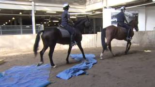 Riding with the Toronto Police Mounted Unit [upl. by Anihpled717]