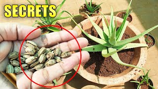 ALOE VERA PLANTS SECRETS CARE TIPS Do’s amp Don’ts  Automatic Propagation [upl. by Wyler414]