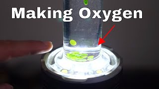 Making My Own Oxygen With Photosynthesis [upl. by Ahsyen]