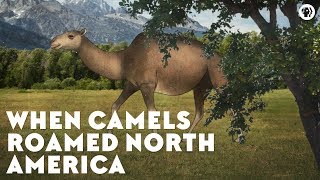 When Camels Roamed North America [upl. by Yonah930]