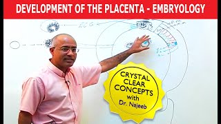 Development Of the Placenta  Embryology🩺 [upl. by Huba]