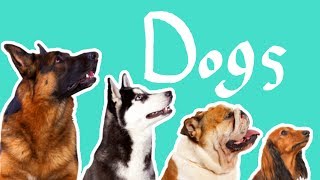 15 Dog Breeds  Dogs for Kids [upl. by Enoyrt]