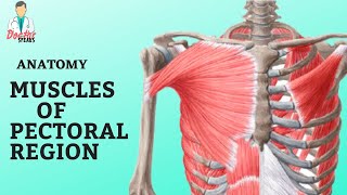 Anatomy  Muscles of Pectoral Region  A Quick Overview [upl. by Suiramaj538]