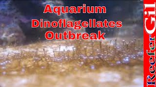 How To Treat DinoflagellatesSaltwater Aquarium [upl. by Inneg]