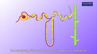 Animation E1 11 Ultrafiltration and reabsorption [upl. by Ayyidas245]