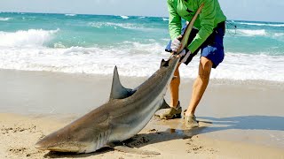 Catching Sharks from the Beach amp How it Started [upl. by Anees]