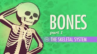 The Skeletal System Crash Course Anatomy amp Physiology 19 [upl. by Queena551]