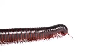 Giant African Millipede walking across your screen [upl. by Aifoz]