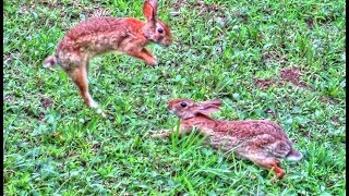 Wild Rabbit Bonding and Courtship Behavior [upl. by Anhcar]