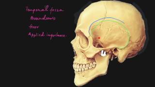 Temporal fossa explained [upl. by Krilov]