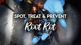 Root Rot 101  How to Spot Treat and PREVENT Root Rot [upl. by Iniffit]