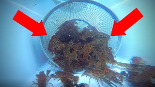 How to Catch Crawfish UNDERWATER GoPro View [upl. by Rosemarie]