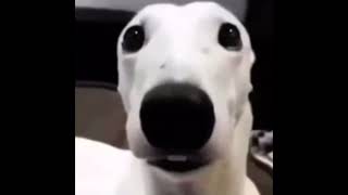 White dog shivering meme 1 HOUR [upl. by Peednama]