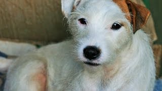 Parson Russell Terrier [upl. by Goerke563]