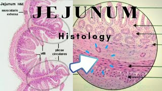 Histology of Jejunum [upl. by Pascale914]