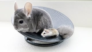 Chinchilla amp Hamster Take Turns Spinning [upl. by Arteid]