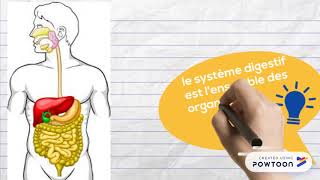 1ST2S Anatomie du tube digestifintroduction [upl. by Leirea]