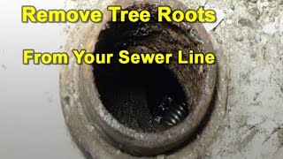 How To Cut amp Remove Tree Roots From Your Sewer Pipes [upl. by Alisun806]