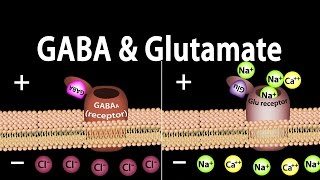 Neuroscience Basics GABA and Glutamate Animation [upl. by Corie]