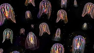 Glowing Neon Jellyfish floating through ocean HD video [upl. by Irreg]