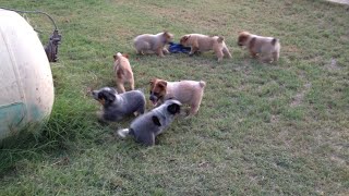 Queensland Heeler Puppies Playing at Decco Ranch Part 1 [upl. by Khalil714]