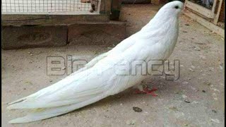 BEST and BIGGEST fancy pigeon breed in the WORLD collection  pouter pigeon loft  pouter pigeon [upl. by Mossolb]