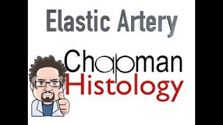 3 Min Histology Elastic Artery Aorta [upl. by Jacinthe695]